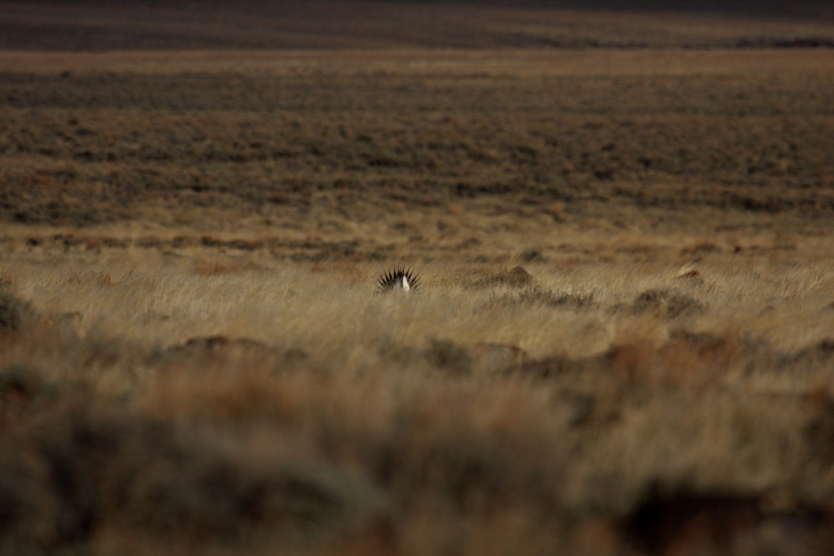 Greater Sage-Grouse - ML646278231