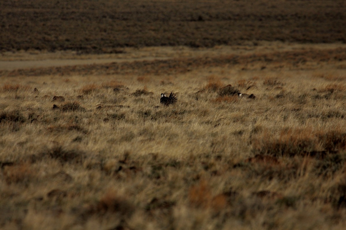Greater Sage-Grouse - ML646278232