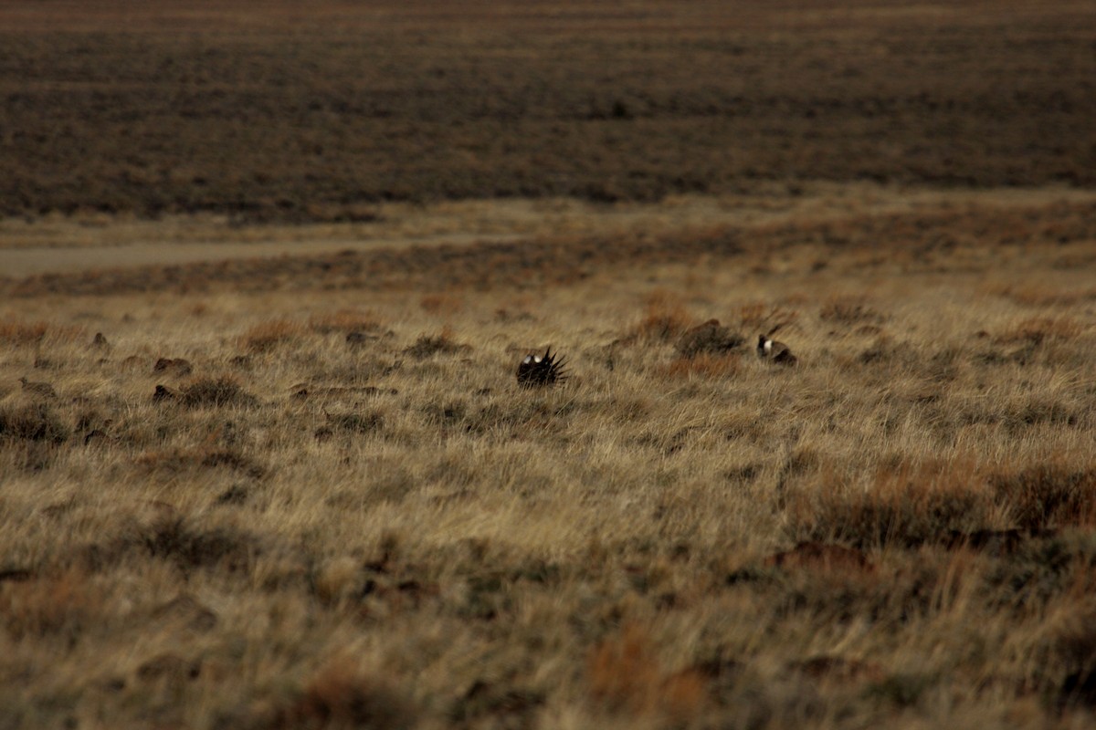 Greater Sage-Grouse - ML646278233