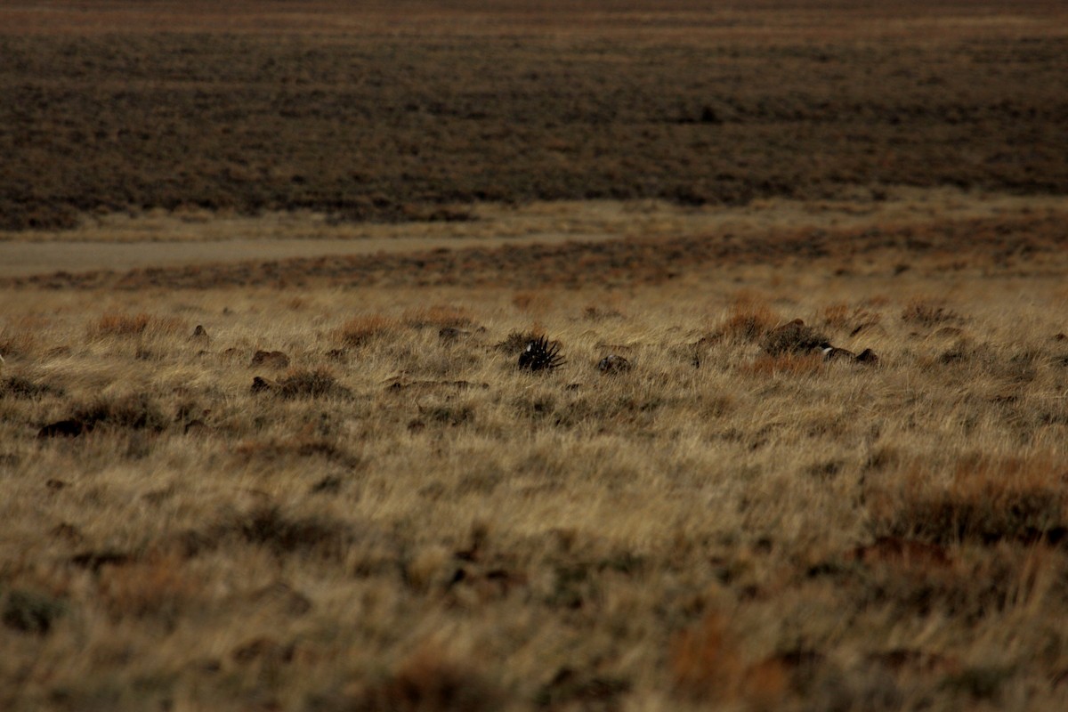 Greater Sage-Grouse - ML646278234