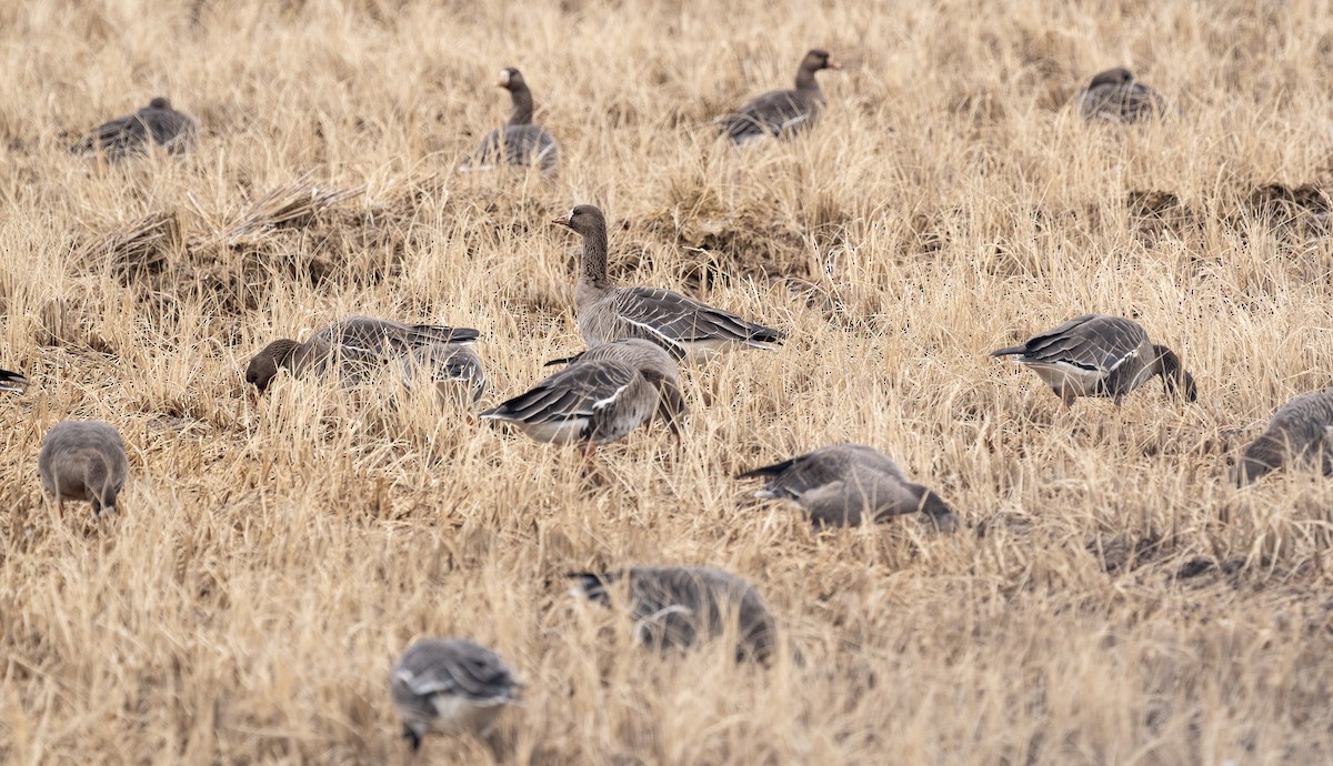 Greater White-fronted Goose - ML646278235