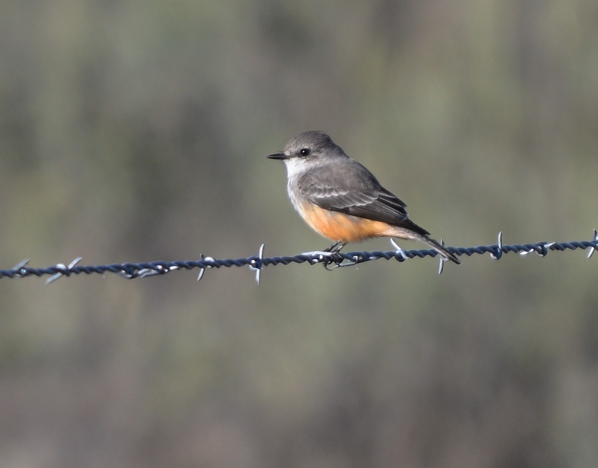 Vermilion Flycatcher - ML646278236