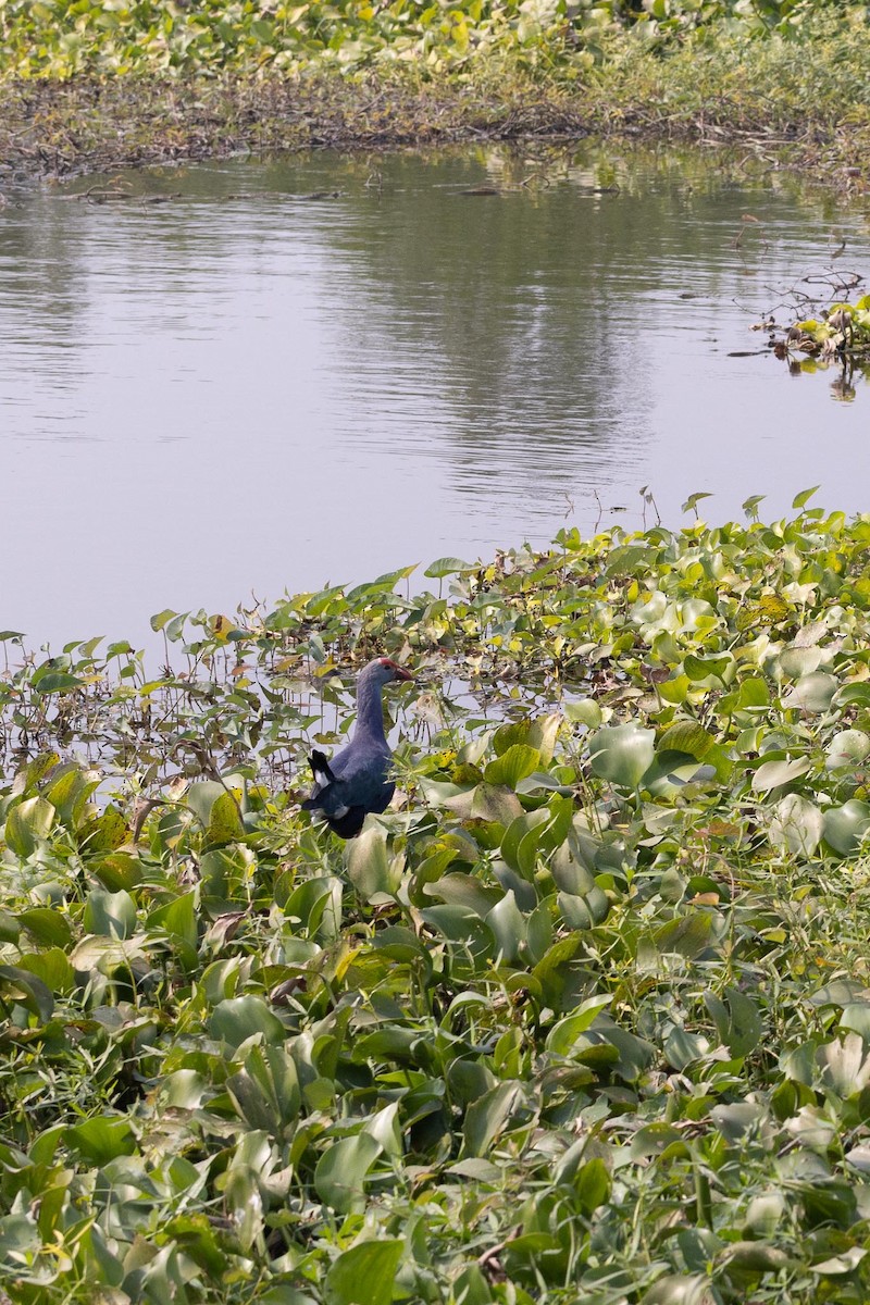 Gray-headed Swamphen - ML646278238