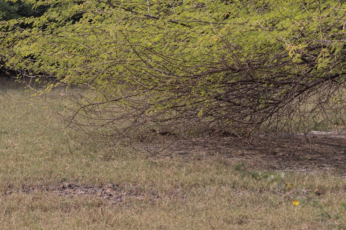 Indian Thick-knee - ML646278241