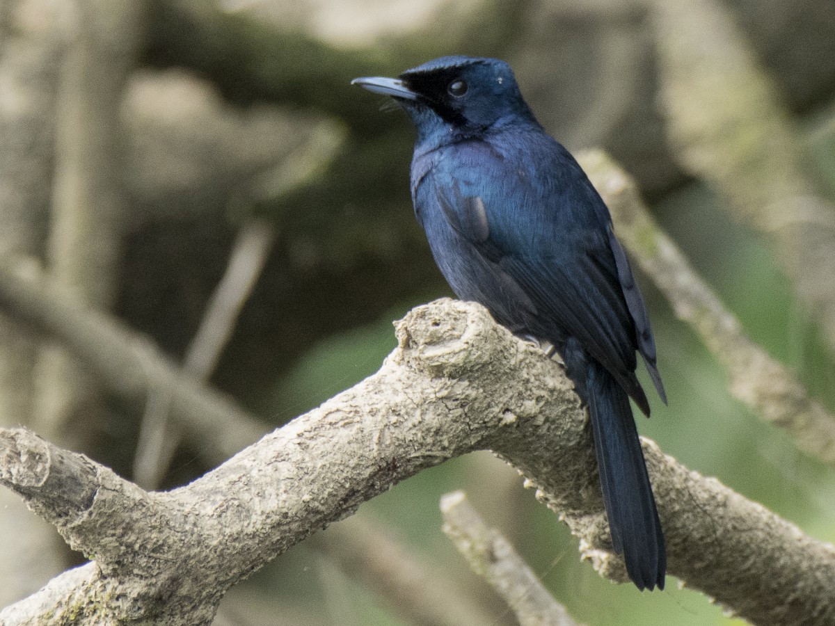Shining Flycatcher - ML646278242