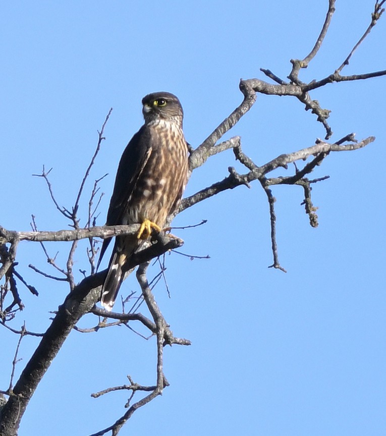 Belatz txikia - ML646278246