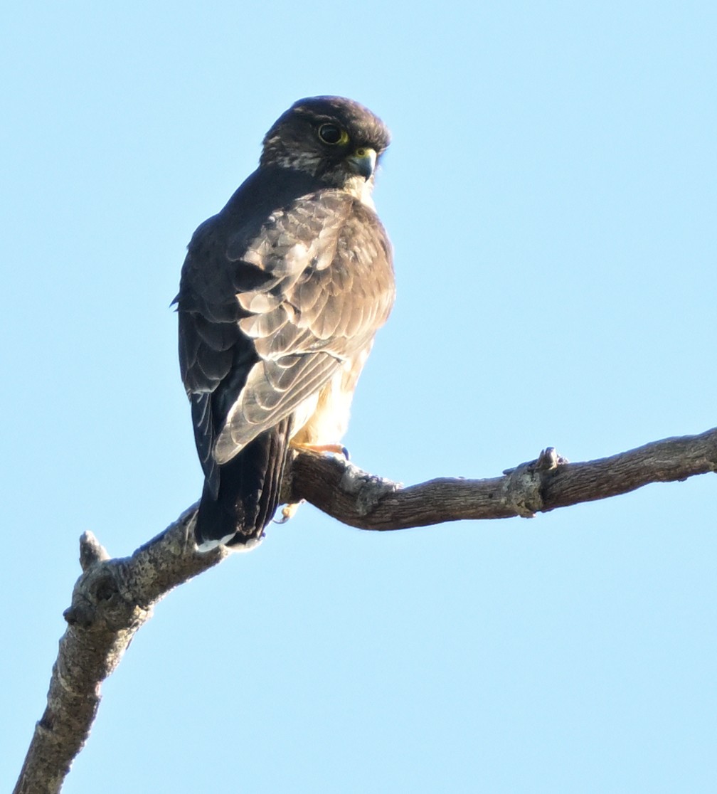 Belatz txikia - ML646278247