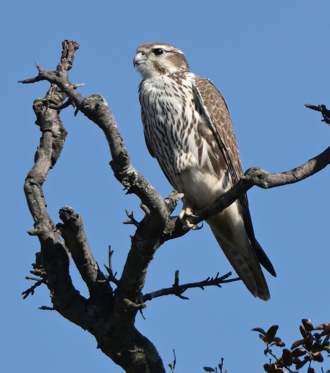 Prairie Falcon - ML646278257