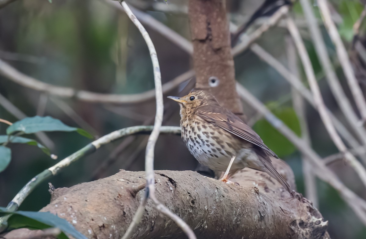 Song Thrush - ML646278258