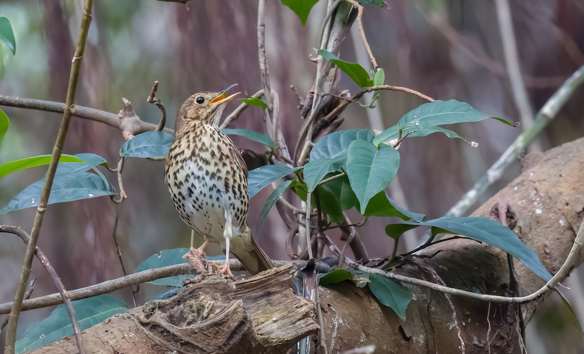 Song Thrush - ML646278259