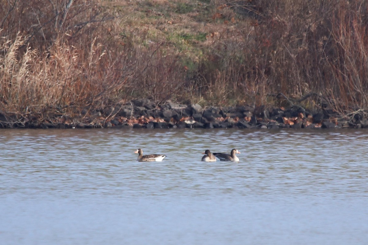 Гуска білолоба - ML646278262