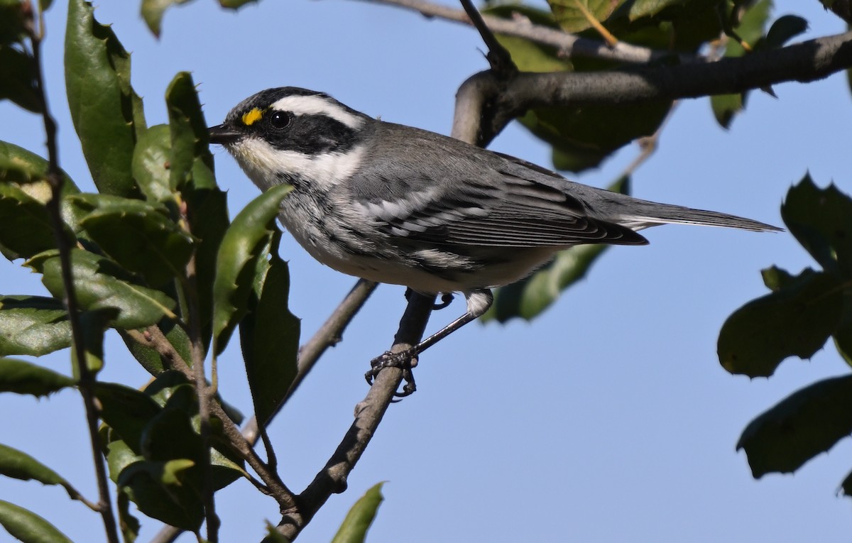 Black-throated Gray Warbler - ML646278269