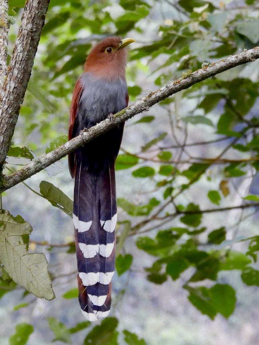Common Squirrel-Cuckoo - ML646278272