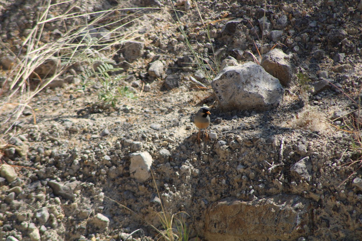 Buff-bridled Inca-Finch - ML646278282