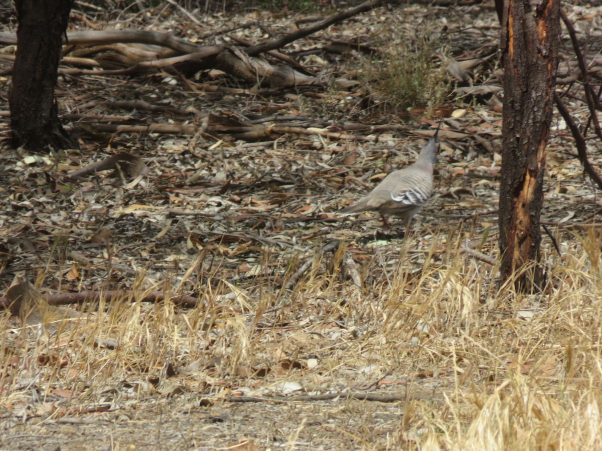 Crested Pigeon - ML646278284