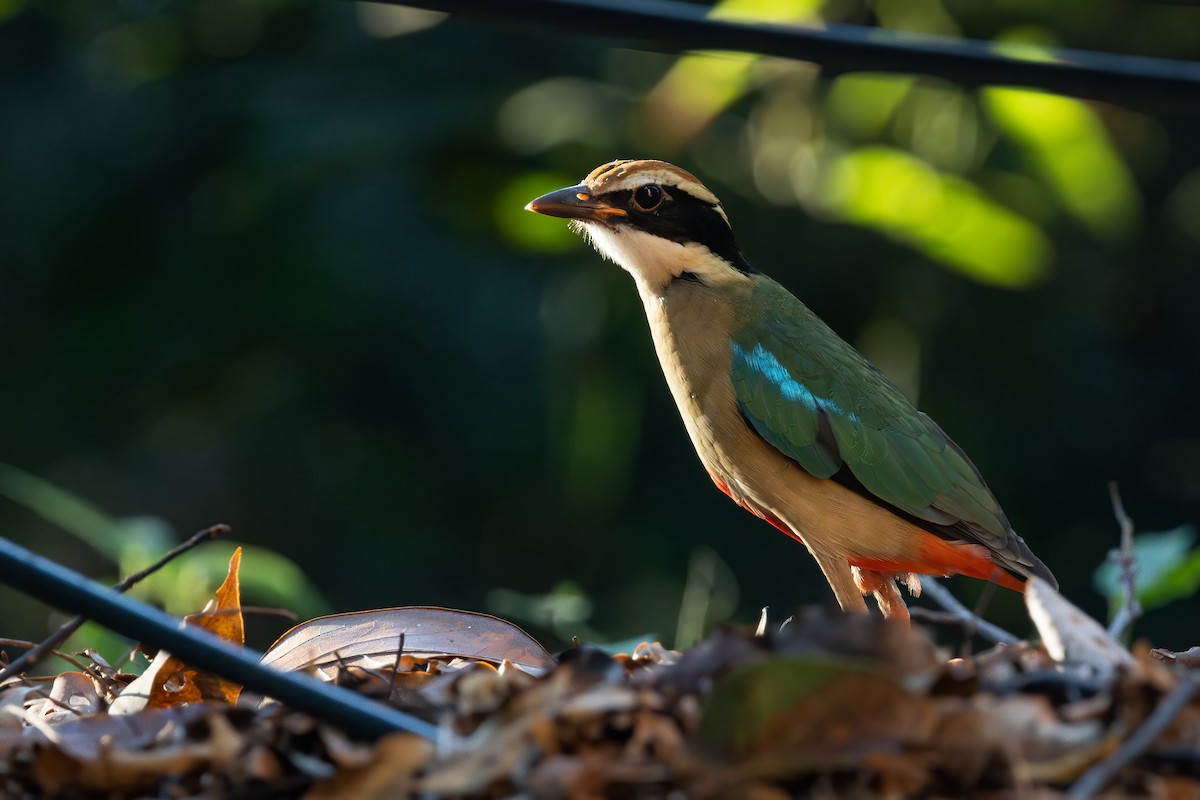 Fairy Pitta - ML646278289