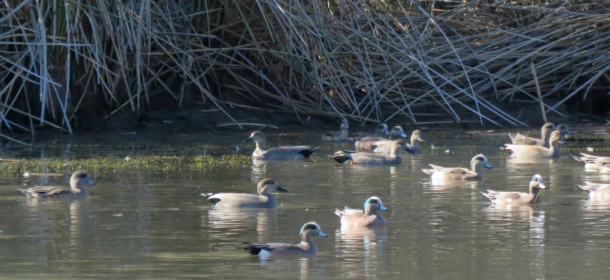 Fischione americano - ML646278293