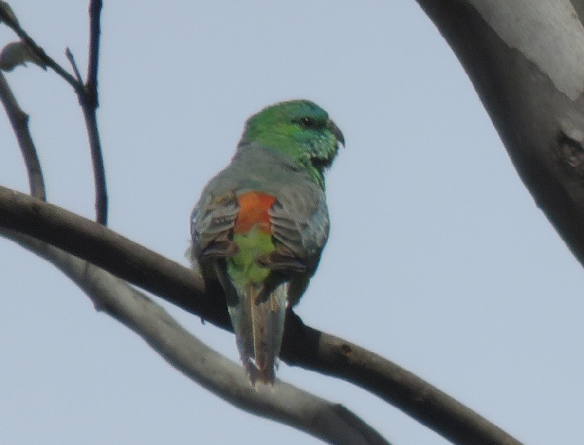 Red-rumped Parrot - ML646278294