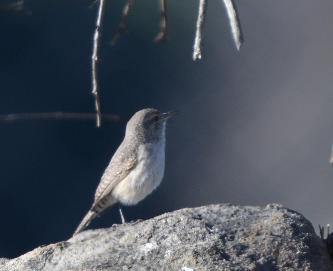 Rock Wren - ML646278295