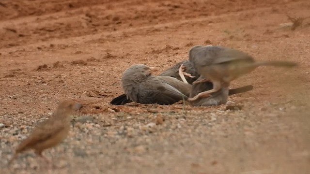 Turdoide Piquigualdo - ML646278296