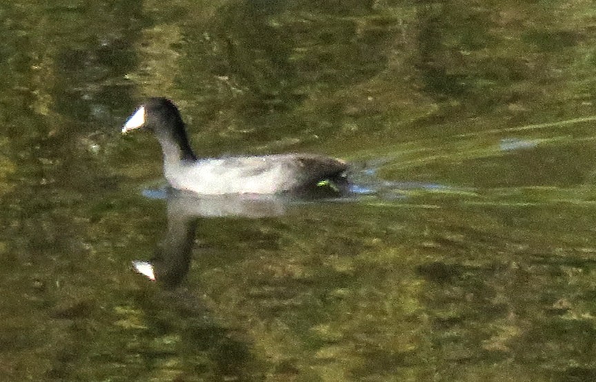 American Coot - ML646278297