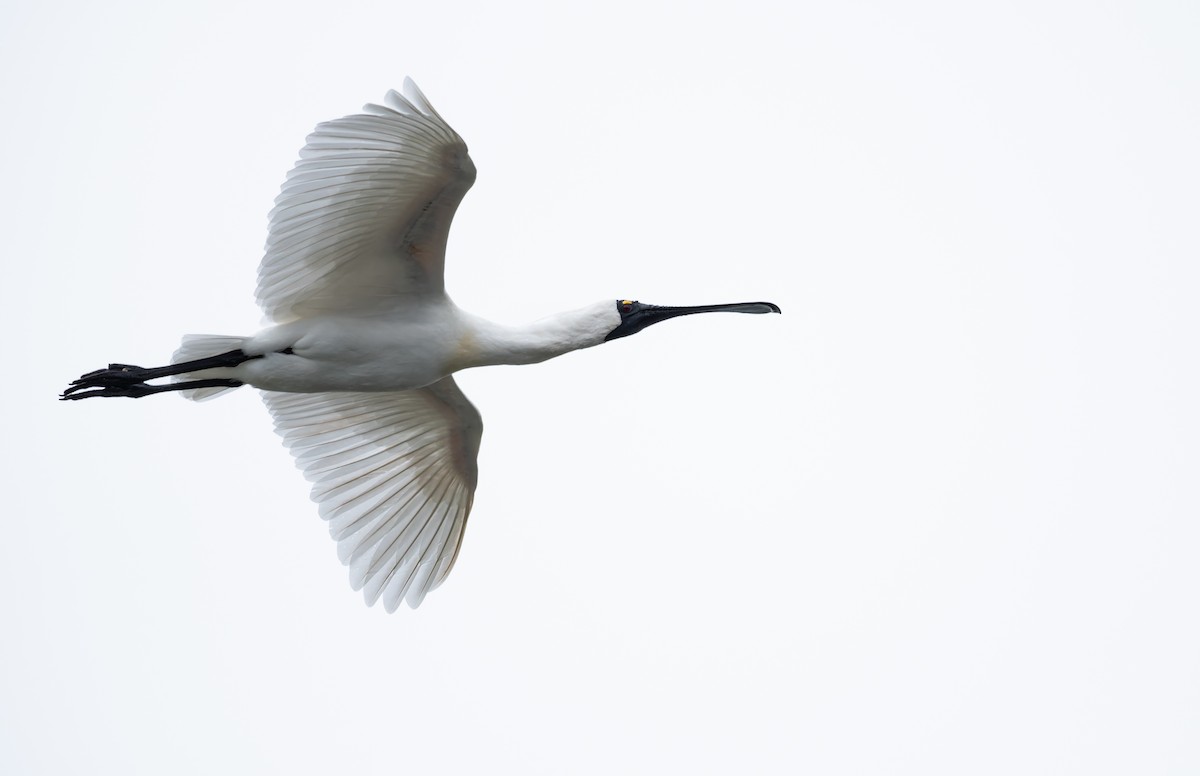 Royal Spoonbill - ML646278300