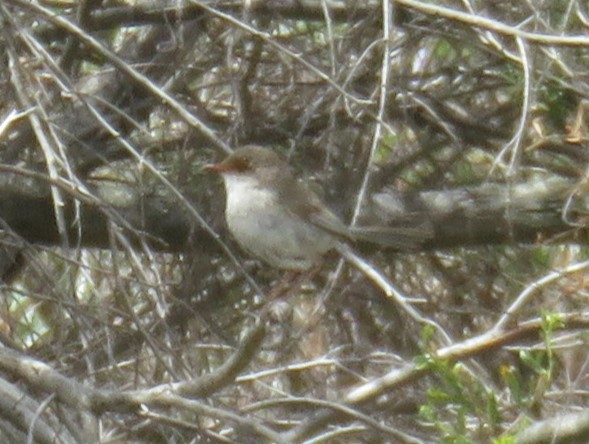 Superb Fairywren - ML646278302