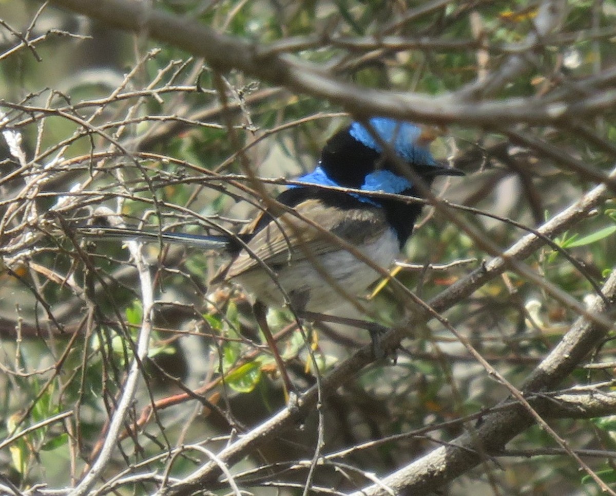 Superb Fairywren - ML646278303