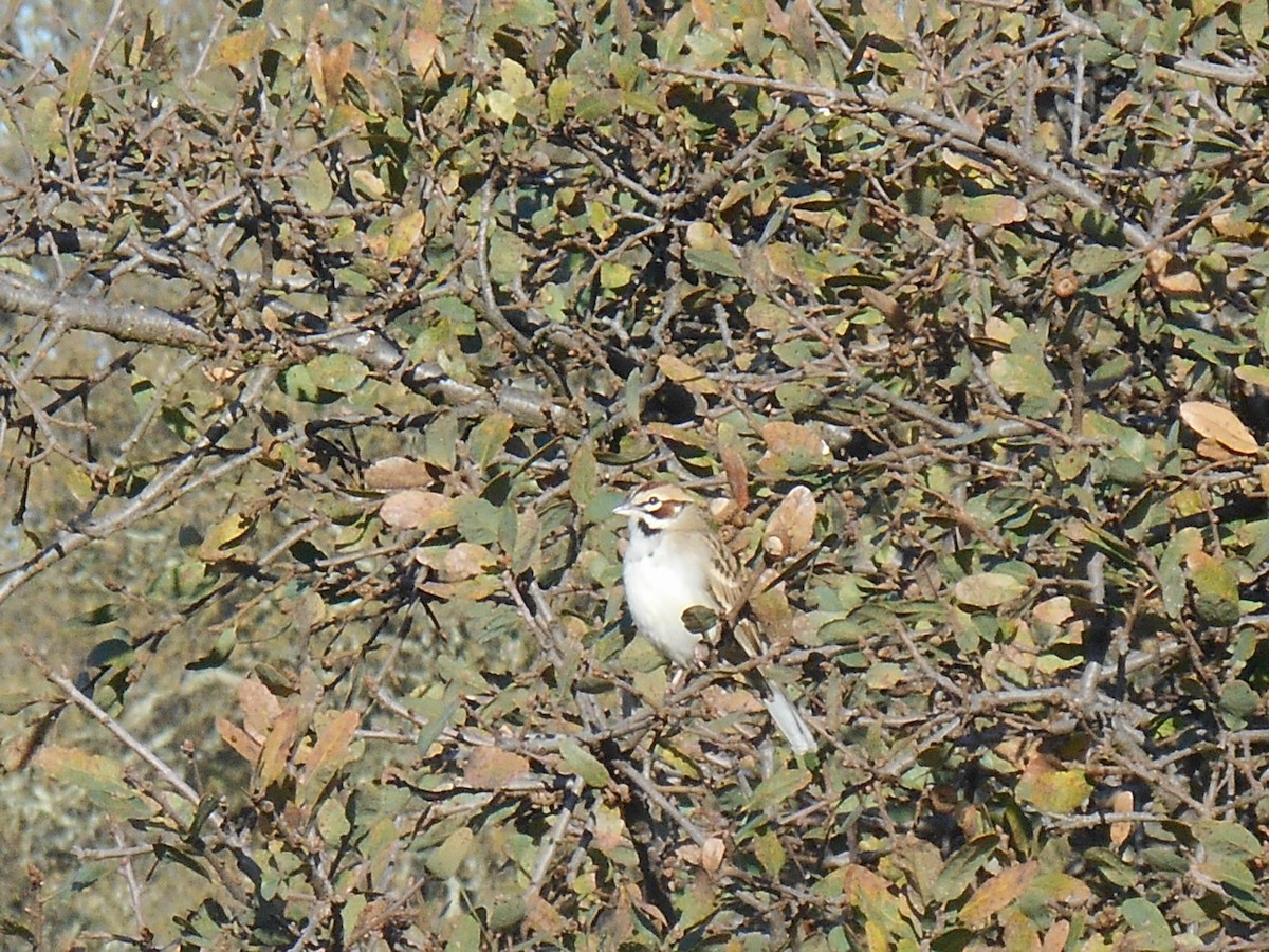 Lark Sparrow - ML646278306