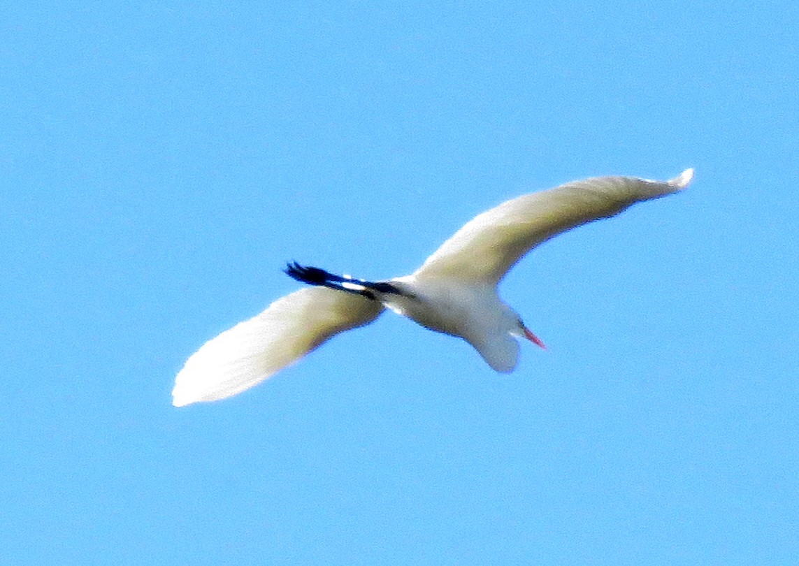 Koartza zuria - ML646278309