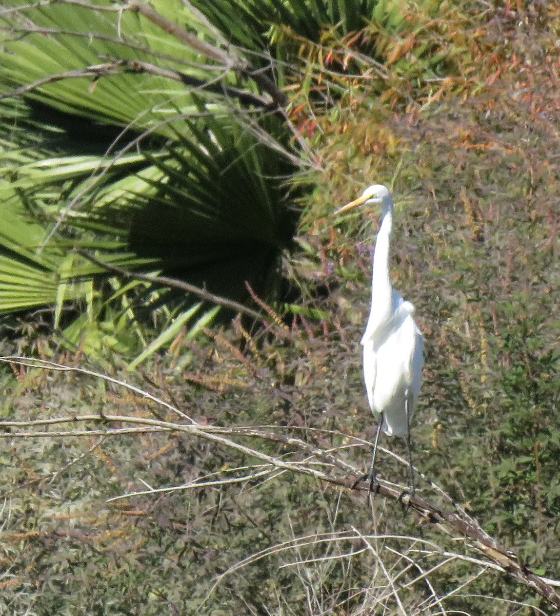 Koartza zuria - ML646278310