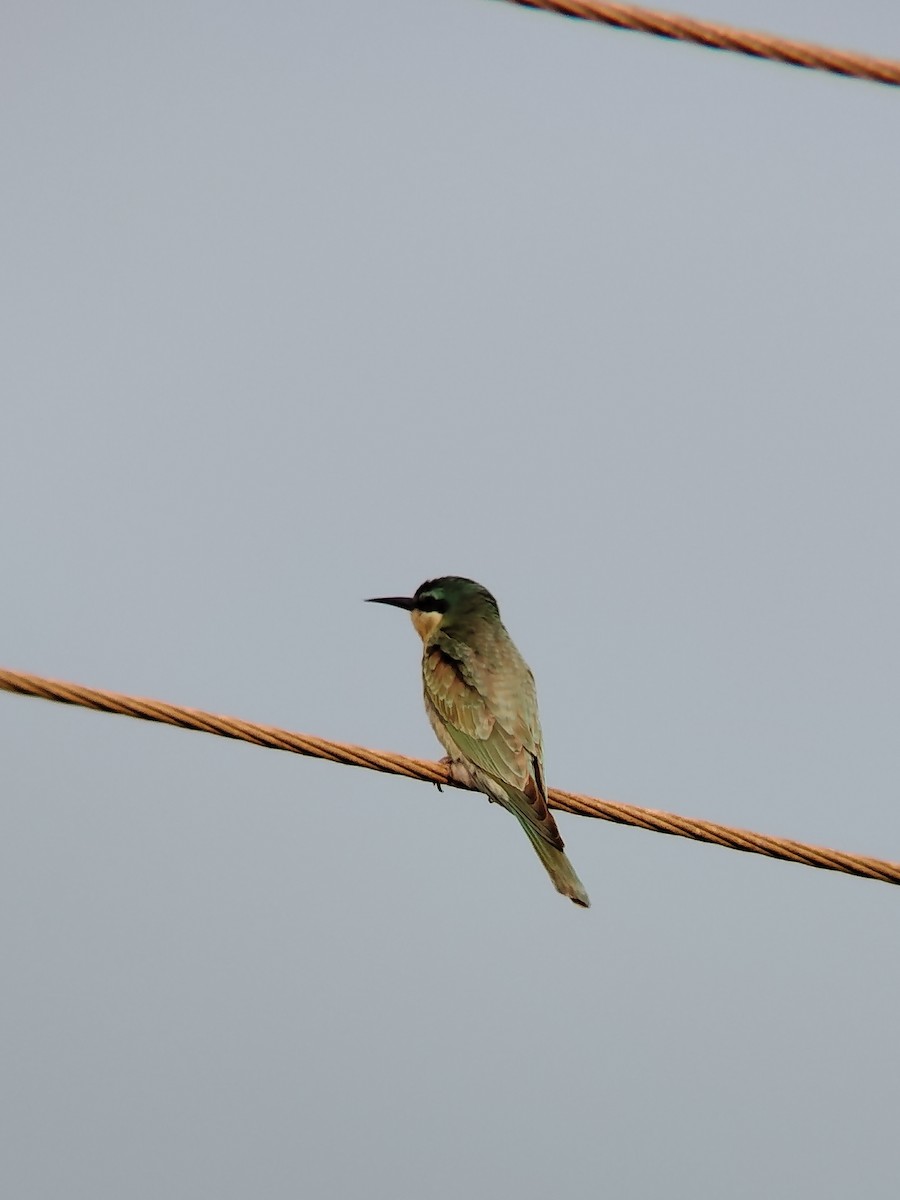 שרקרק ירוק - ML646278311