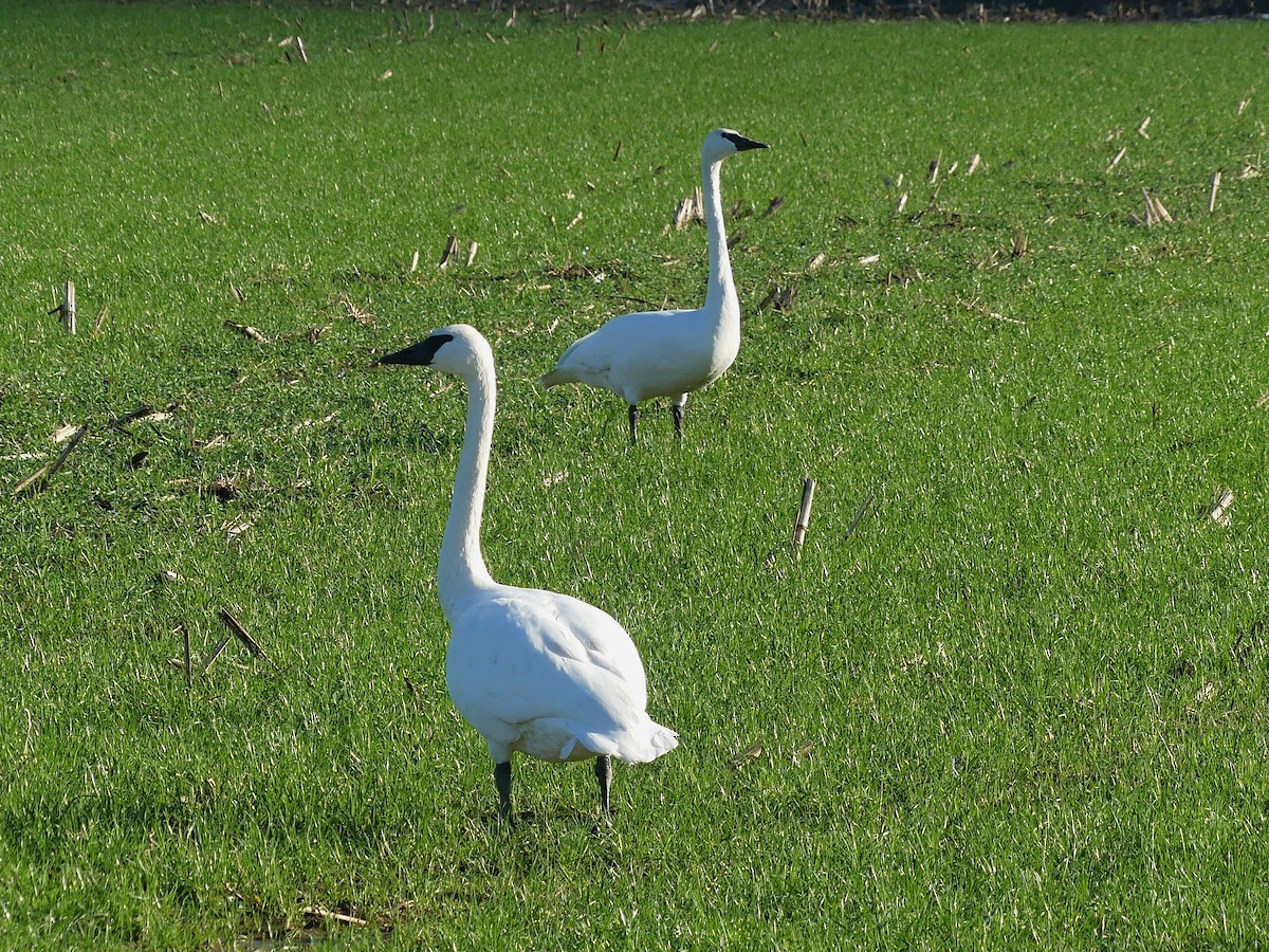 Trumpeter Swan - ML646278313