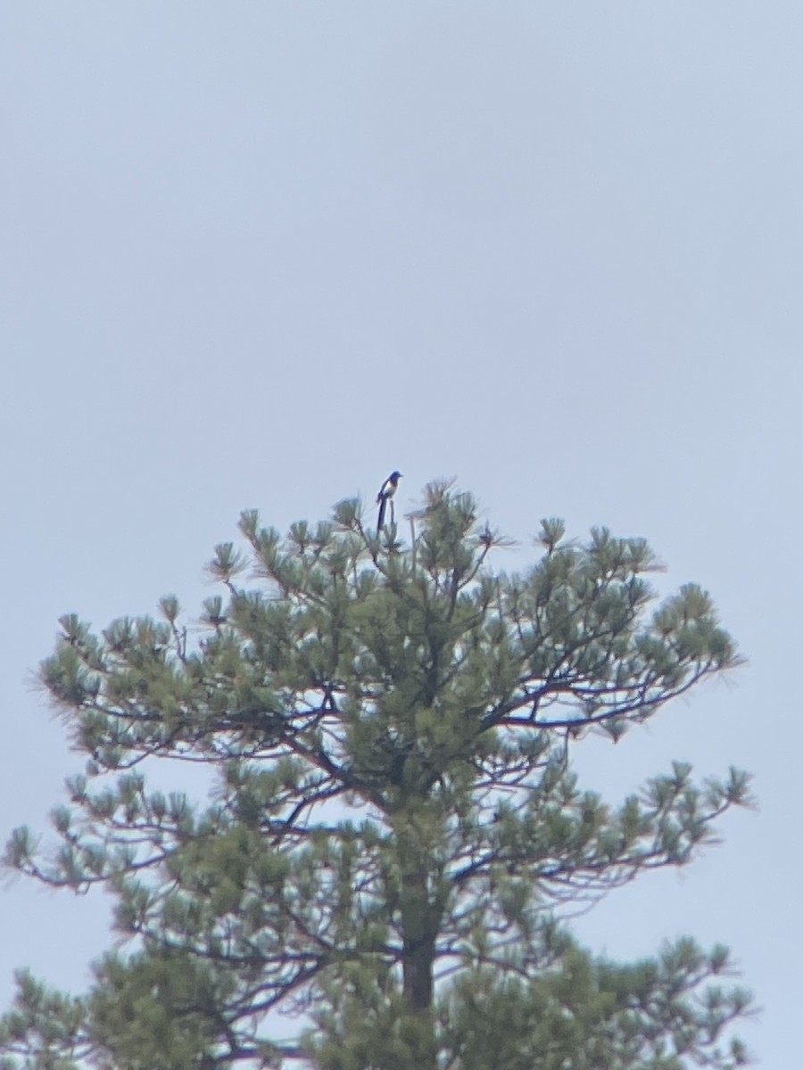 Black-billed Magpie - ML646278315