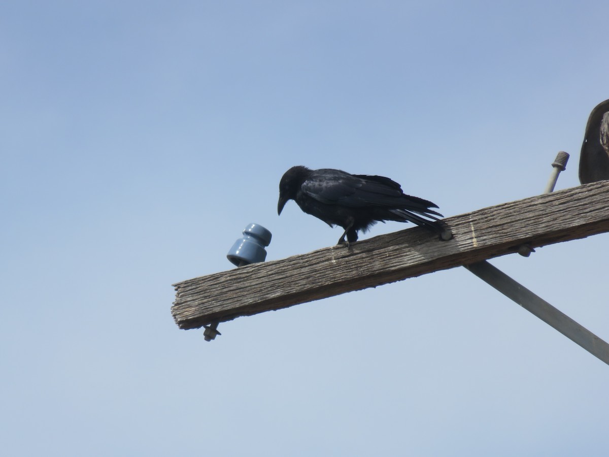 Petit Corbeau - ML646278316