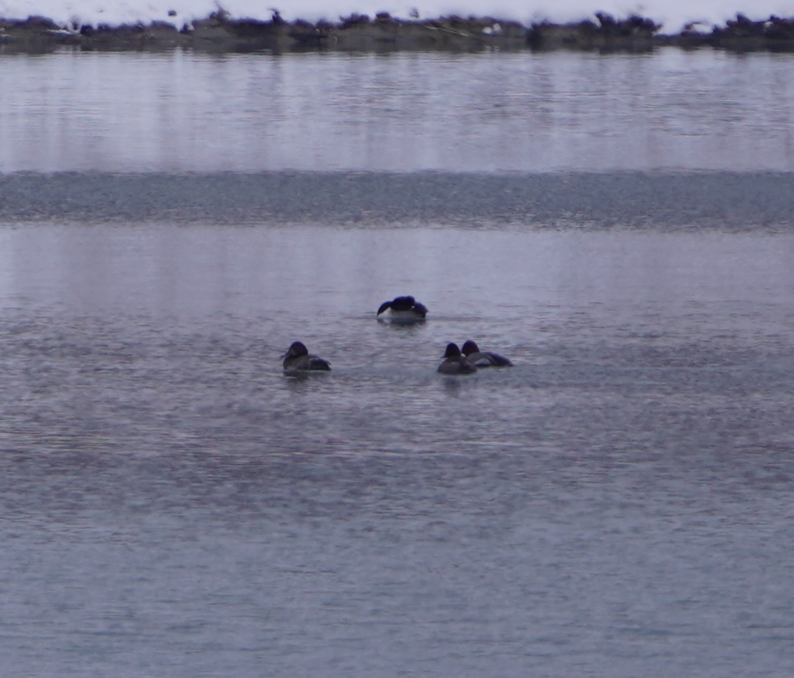 Porrón Americano - ML646278317