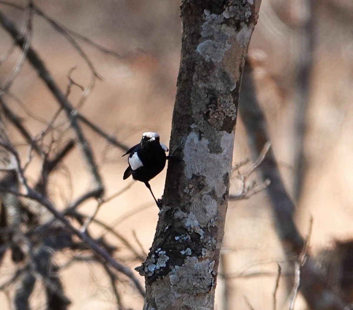 hvitkroneskvett - ML646278318