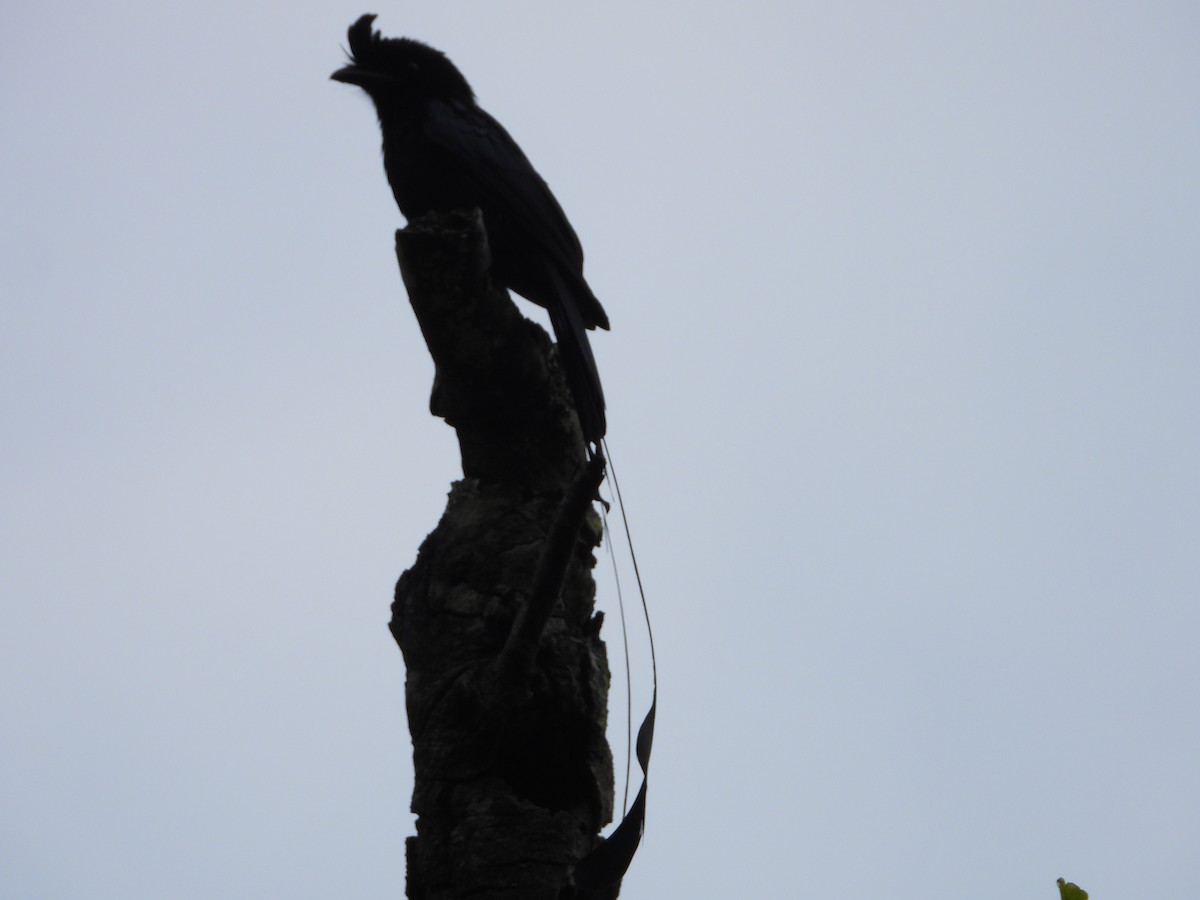 Flaggendrongo - ML646278320