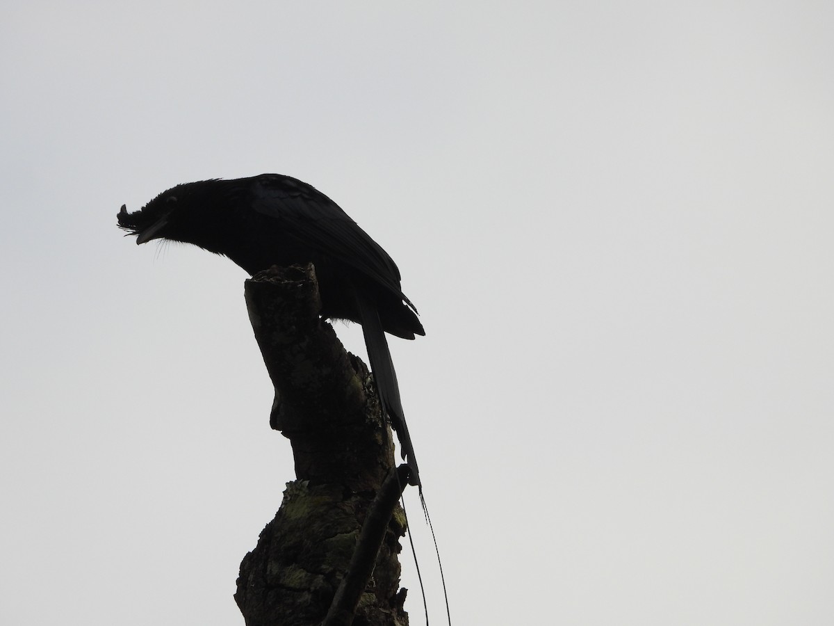 Flaggendrongo - ML646278322