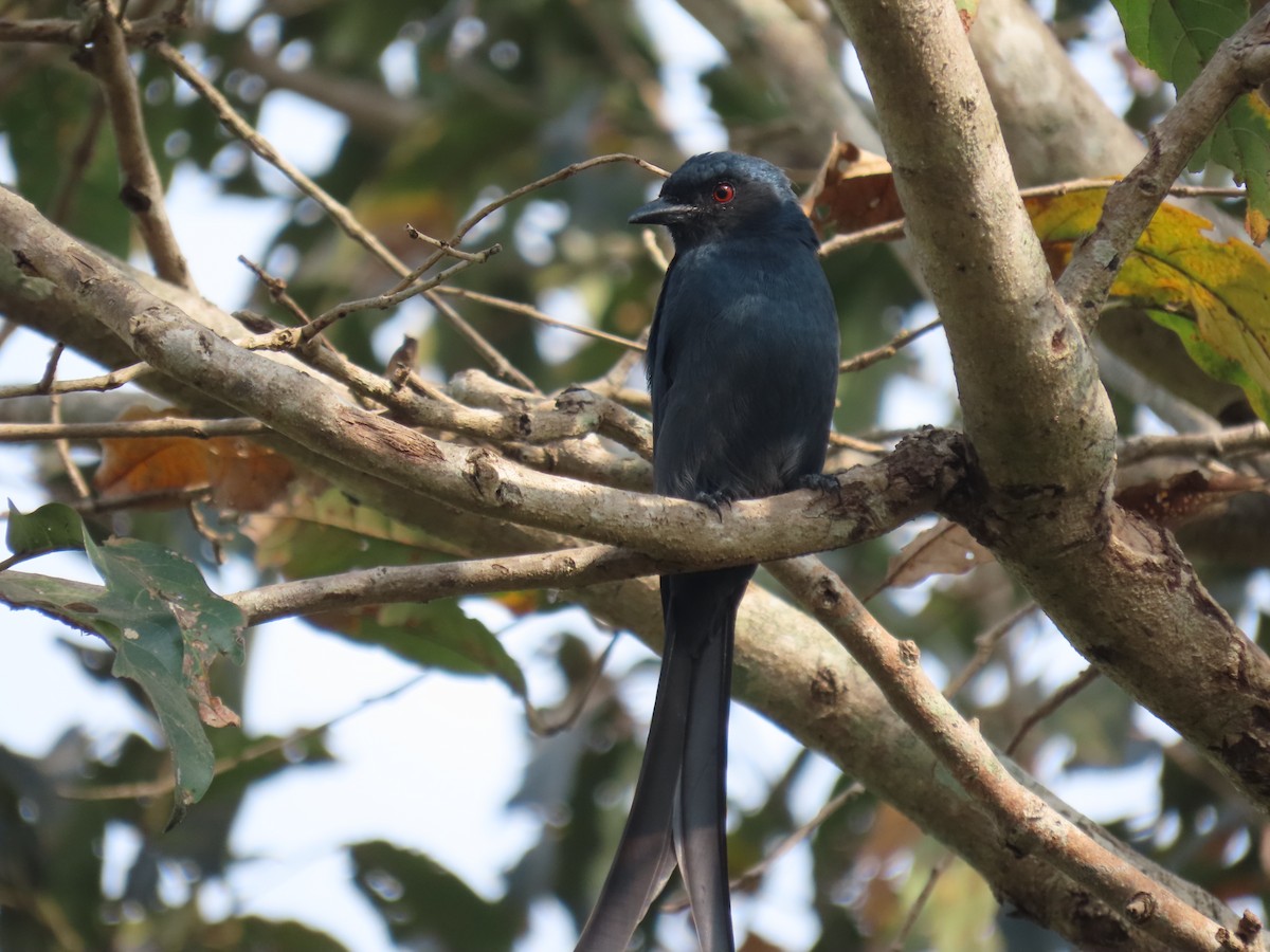 Graudrongo - ML646278323