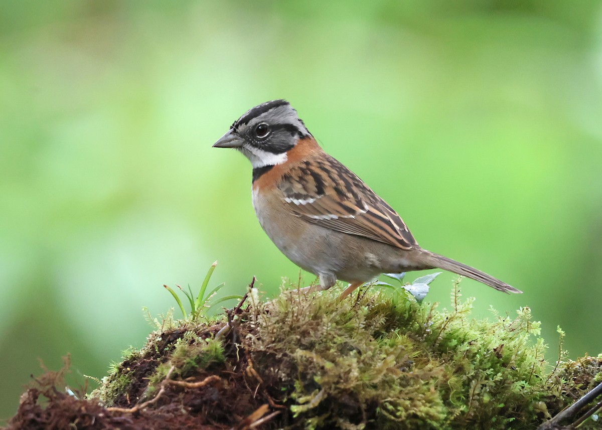 Morgenammer - ML646278324