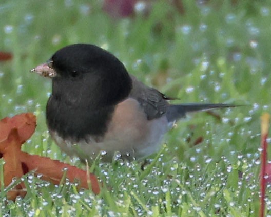 Winterammer - ML646278325