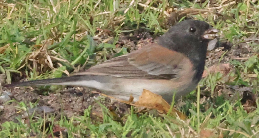 Winterammer - ML646278326