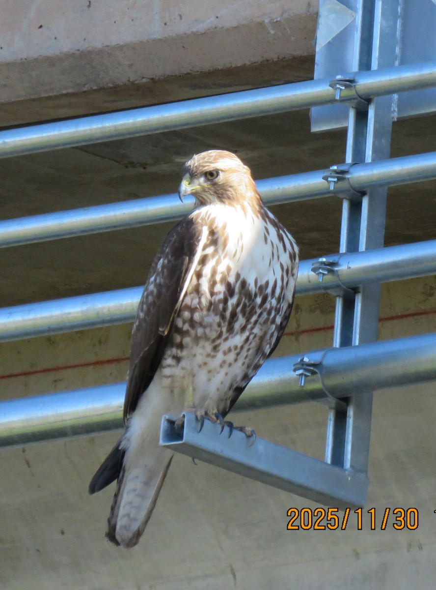 Rotschwanzbussard - ML646278327