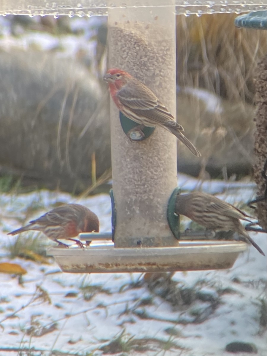 Hausgimpel - ML646278328