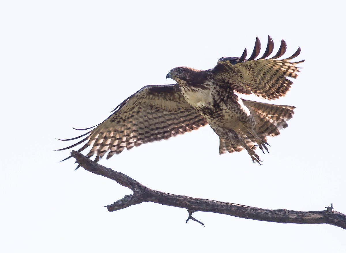 Rotschwanzbussard - ML646278329