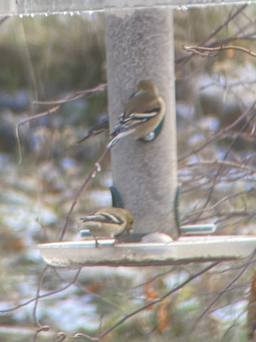 Goldzeisig - ML646278330