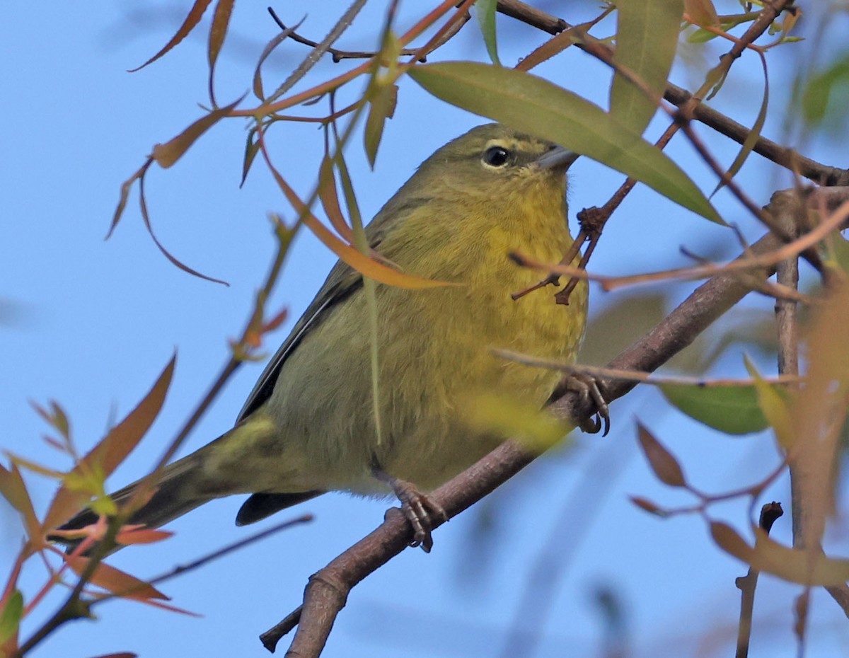 Orangefleck-Waldsänger - ML646278332