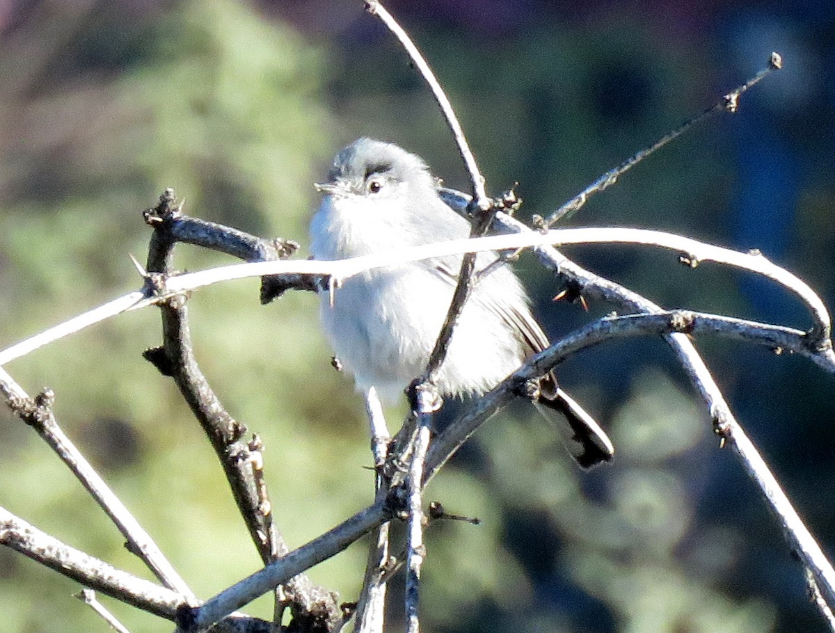 Schwarzschwanz-Mückenfänger - ML646278337