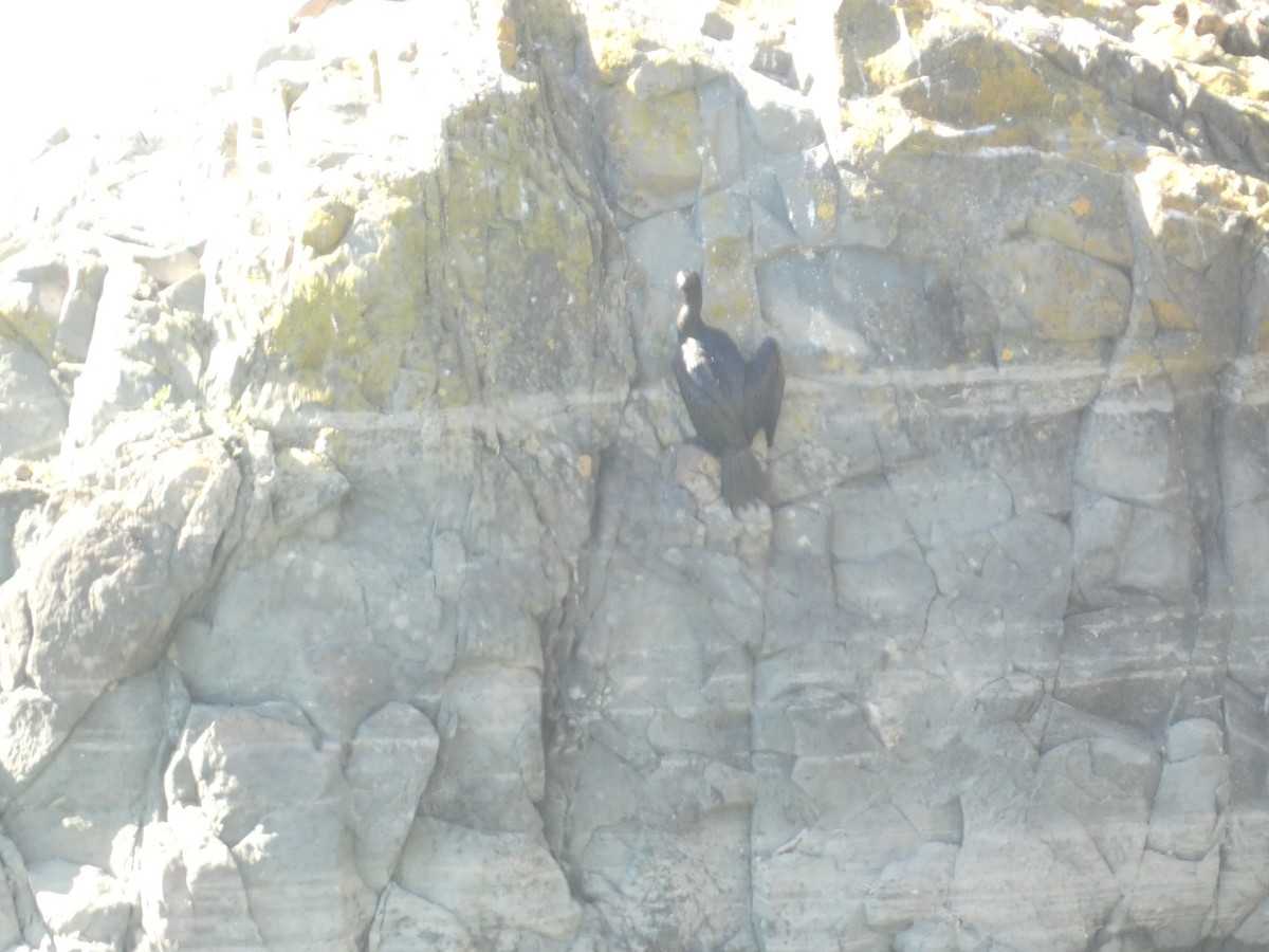 Ohrenscharbe - ML646278340